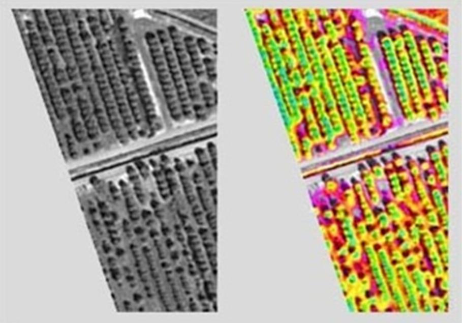 病虫侵蚀.jpg 病虫侵蚀.jpg